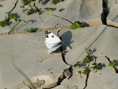 Pontia daplidice daplidice