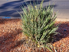 Hesperaloe parviflora