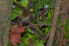 Poecilotriccus plumbeiceps