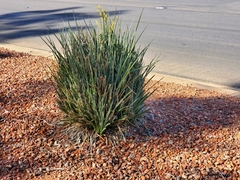Hesperaloe parviflora