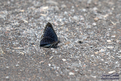 Exoplisia cadmeis
