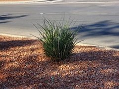 Hesperaloe parviflora