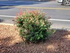 Calliandra californica