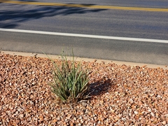 Hesperaloe parviflora