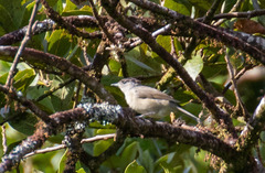 Sylvia atricapilla gularis