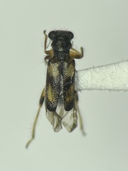 Phyllobaenus pallipennis