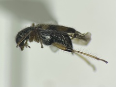 Phyllobaenus pallipennis
