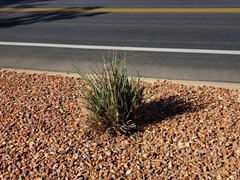 Hesperaloe parviflora