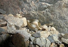 Galvarinus chilensis