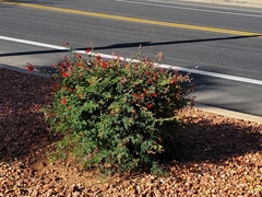 Calliandra californica