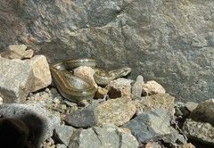 Galvarinus chilensis