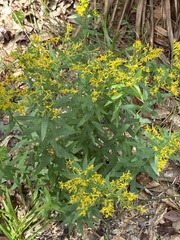 Solidago chapmanii