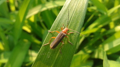 Cantharis soeulensis