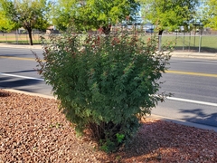 Calliandra californica