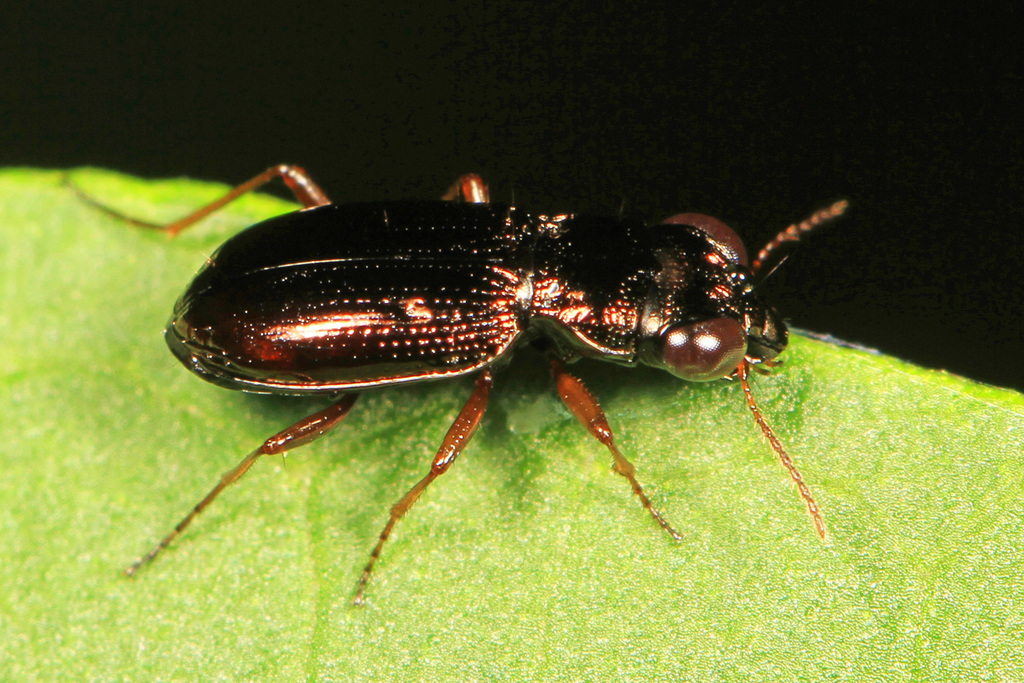 Brassy Big-eyed Beetle