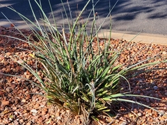 Hesperaloe parviflora