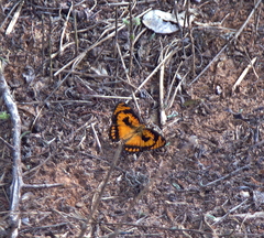 Byblia anvatara acheloia