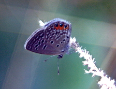 Freyeria trochylus