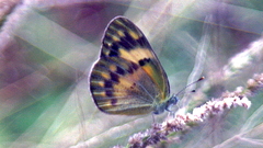 Colotis calais calais