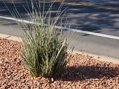 Hesperaloe parviflora