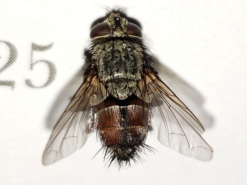 Lespesia