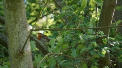 Erithacus rubecula
