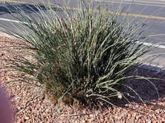 Hesperaloe parviflora