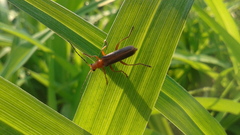 Cantharis soeulensis
