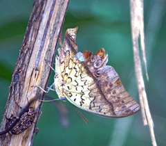 Charaxes varanes vologeses
