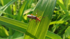 Cantharis soeulensis