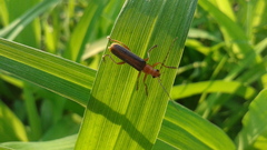 Cantharis soeulensis