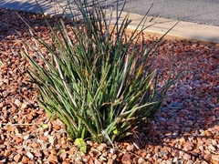 Hesperaloe parviflora