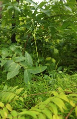 Habenaria longicorniculata