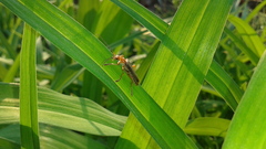 Cantharis soeulensis