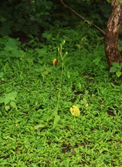 Habenaria longicorniculata