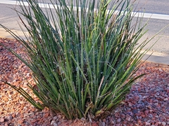 Hesperaloe parviflora