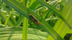 Cantharis soeulensis