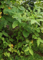 Habenaria longicorniculata