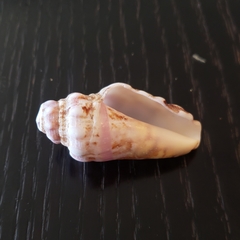 Persististrombus granulatus