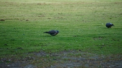 Columba palumbus