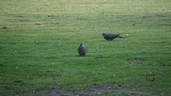 Columba palumbus