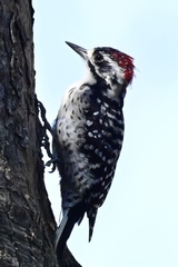 Dryobates nuttallii