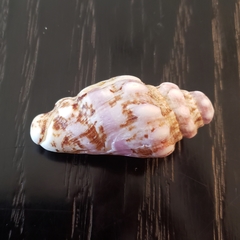 Persististrombus granulatus