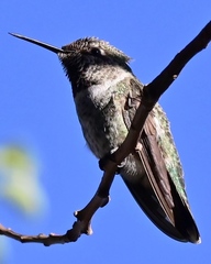 Calypte anna