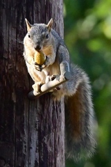 Sciurus niger
