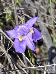 Moraea bipartita