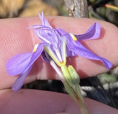 Moraea bipartita