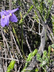 Moraea bipartita