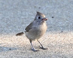 Baeolophus inornatus