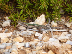 Podarcis waglerianus